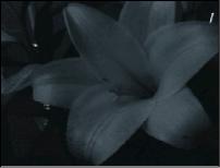 Photo021305001